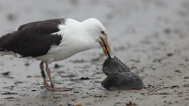 Great Black-backed Gull - ML635089547