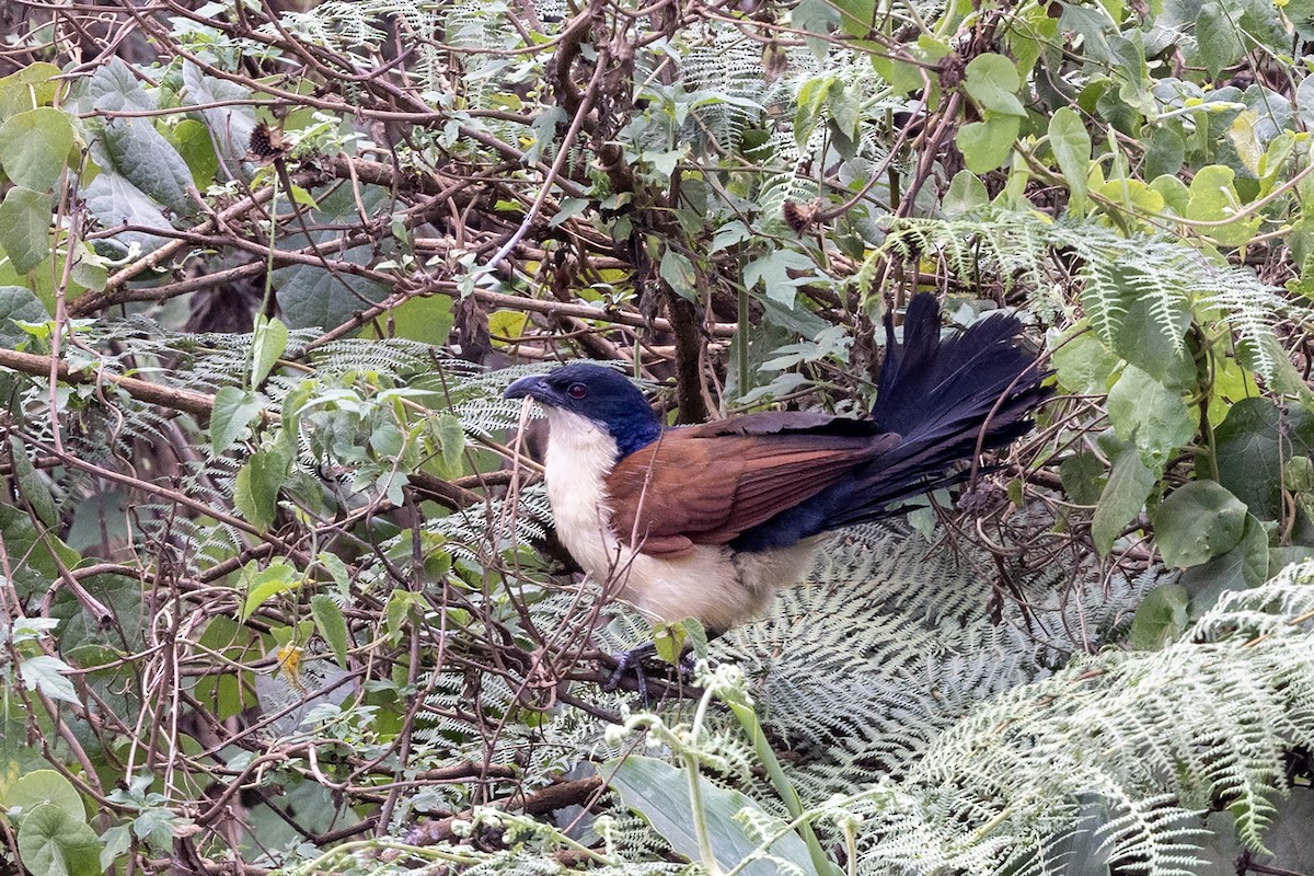 Blue-headed Coucal - ML635089566
