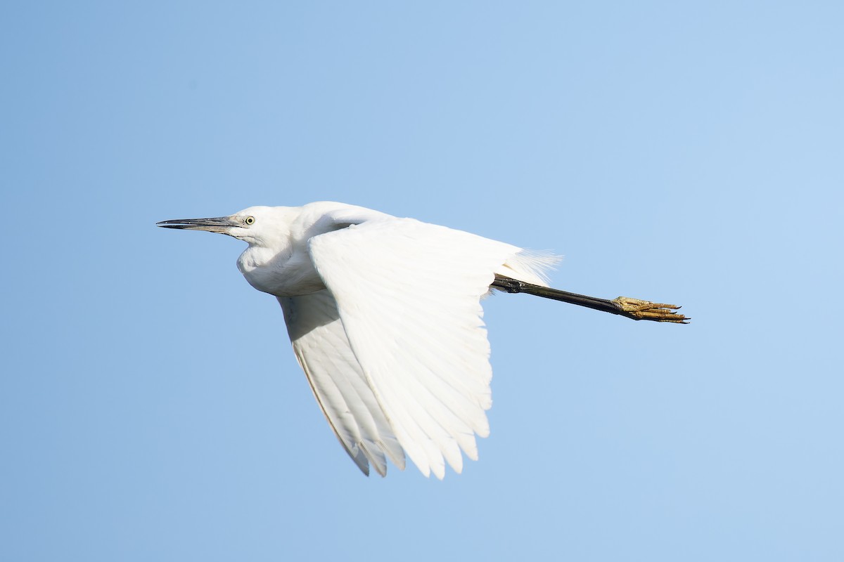 Garzetta - ML635089568