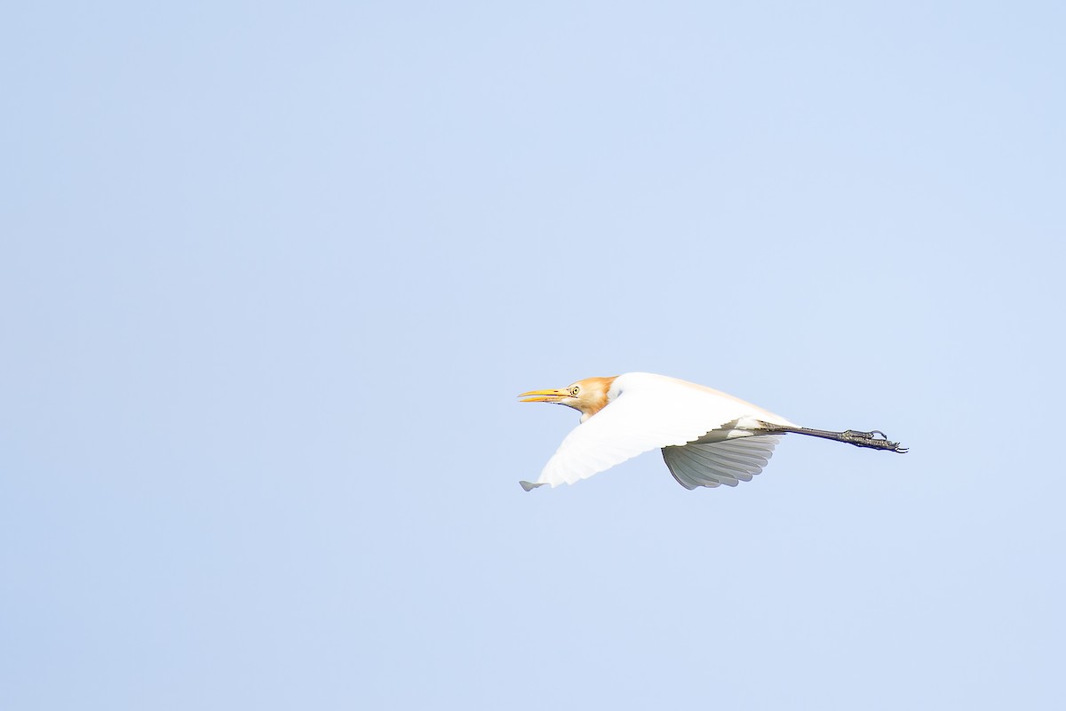 Eastern Cattle-Egret - ML635089575