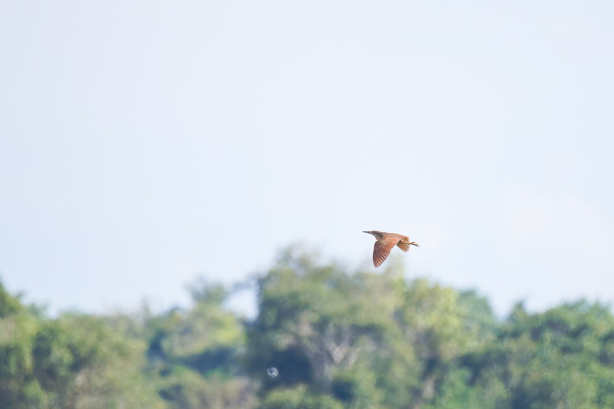 Cinnamon Bittern - ML635089579
