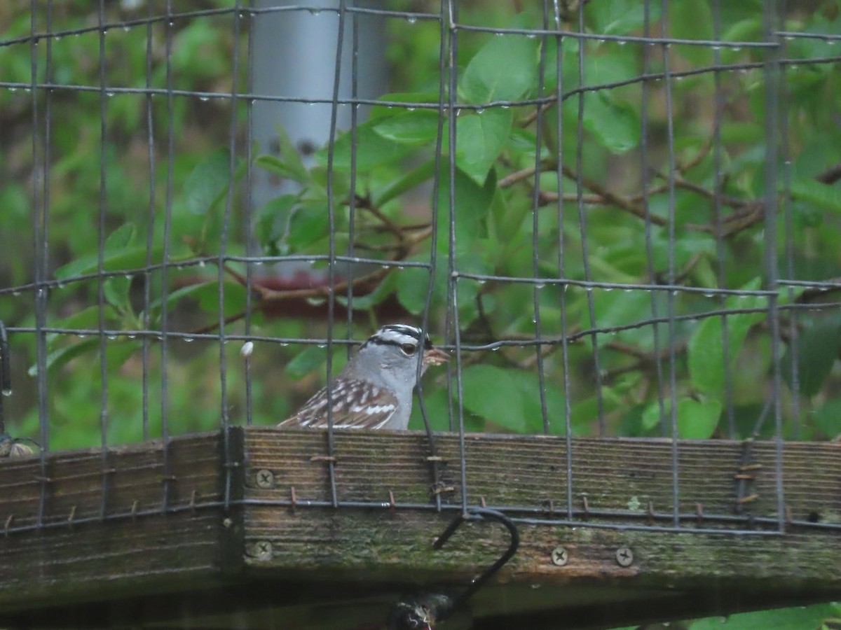 White-crowned Sparrow - ML635089581