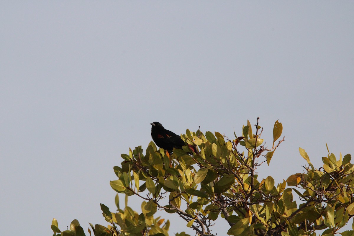 Red-winged Blackbird - ML635089584