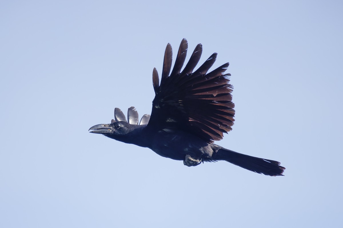 Philippine Jungle Crow - ML635089591