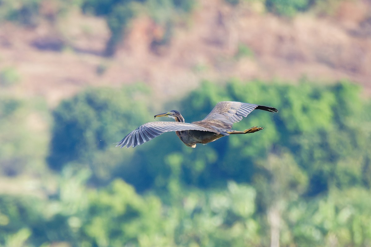 Airone rosso - ML635089596