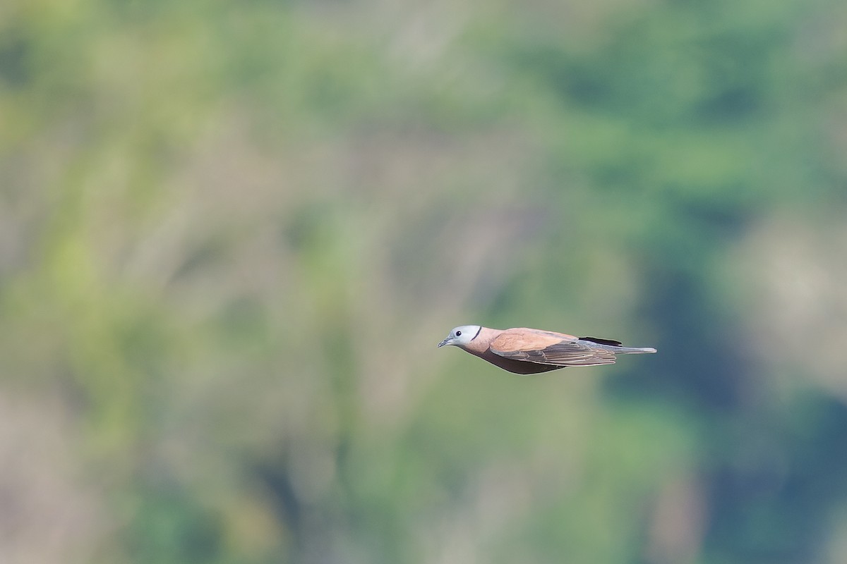 Red Collared-Dove - ML635089604