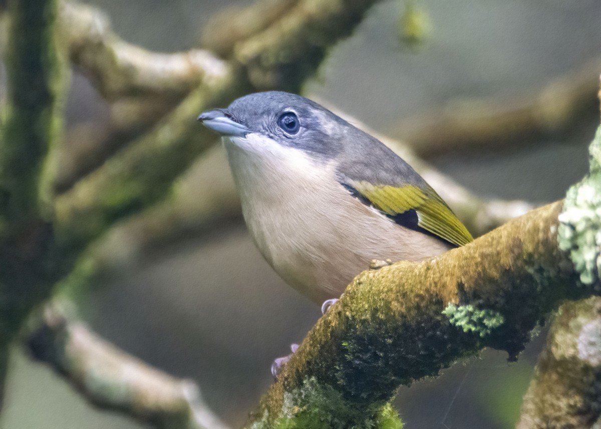 White-browed Shrike-Babbler - ML635089617