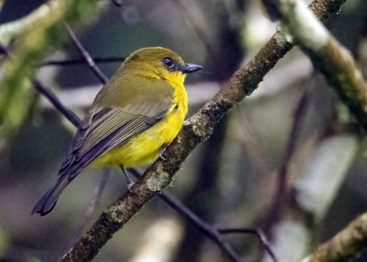 Bornean Whistler - ML635089619
