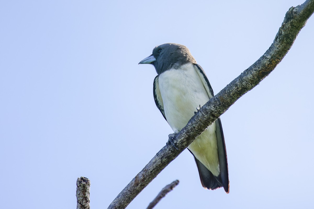 White-breasted Woodswallow - ML635089623
