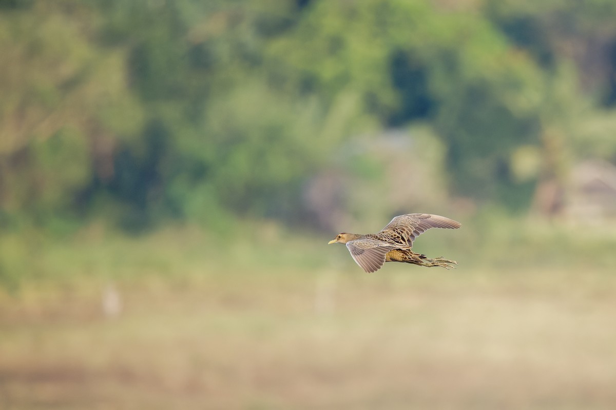 Watercock - ML635089633