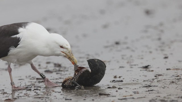 Great Black-backed Gull - ML635089646
