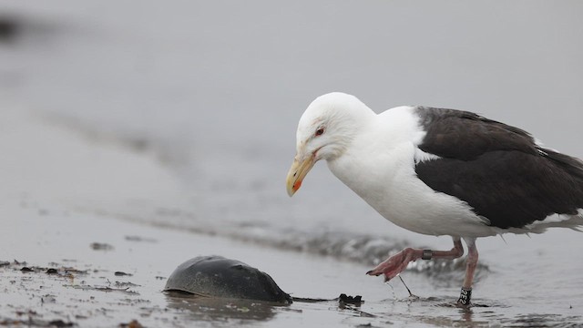Great Black-backed Gull - ML635089674