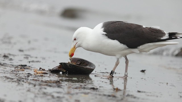 Great Black-backed Gull - ML635089675