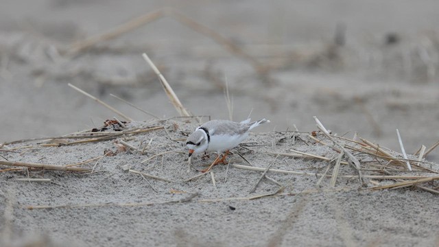Piping Plover - ML635089727