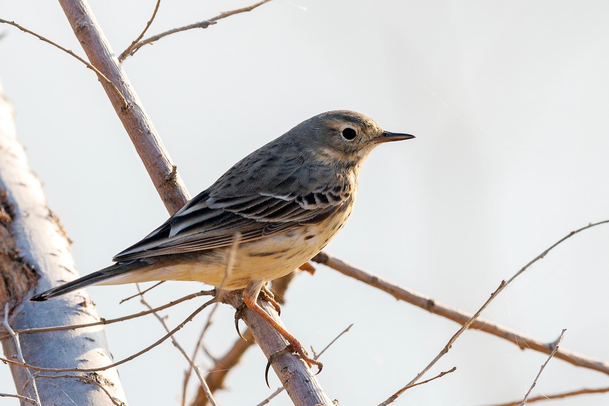 Siberian Pipit - ML635089754
