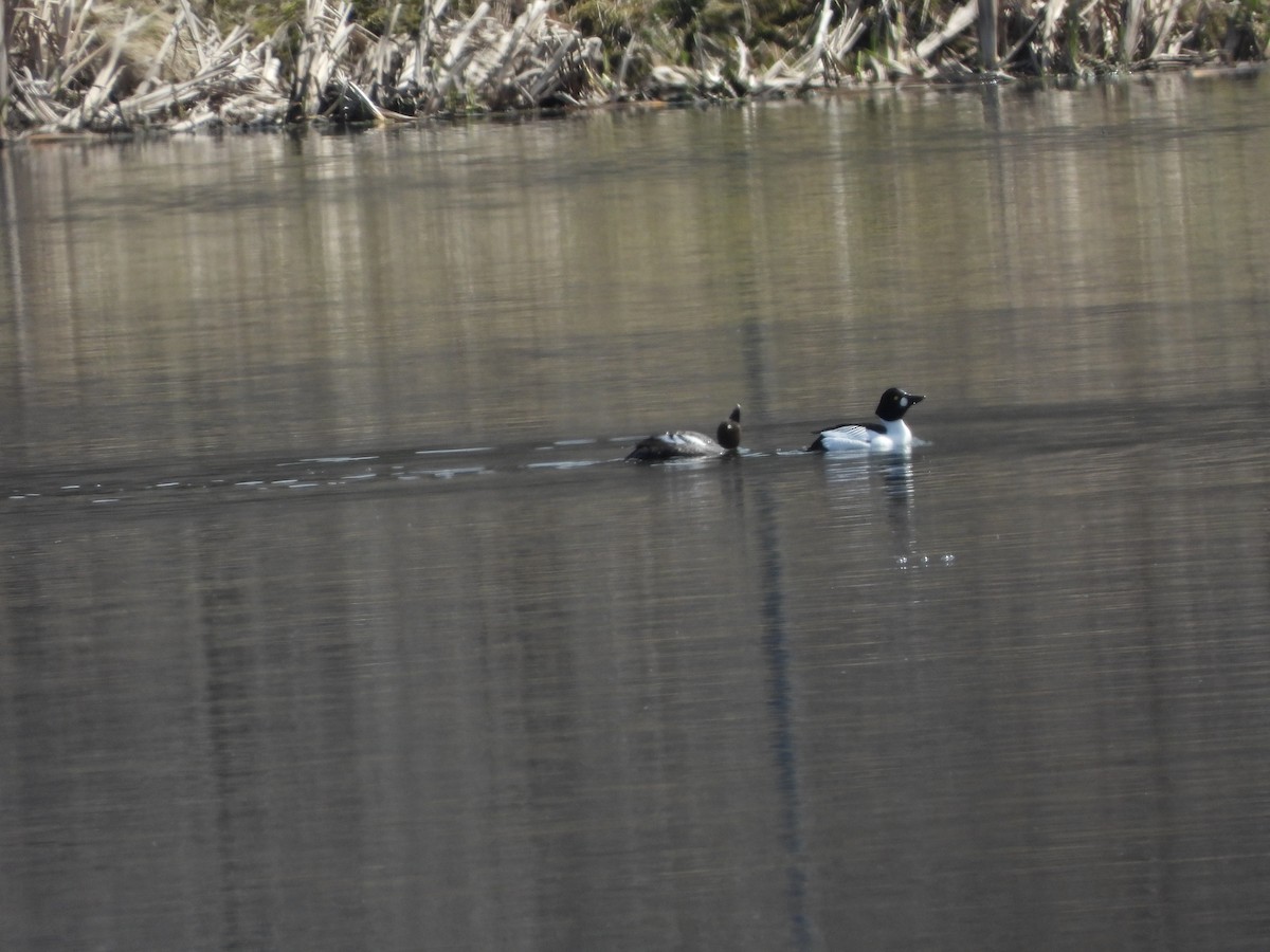 Гоголь зеленоголовий - ML635089790