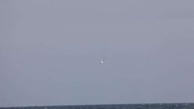Little Tern - ML635089880