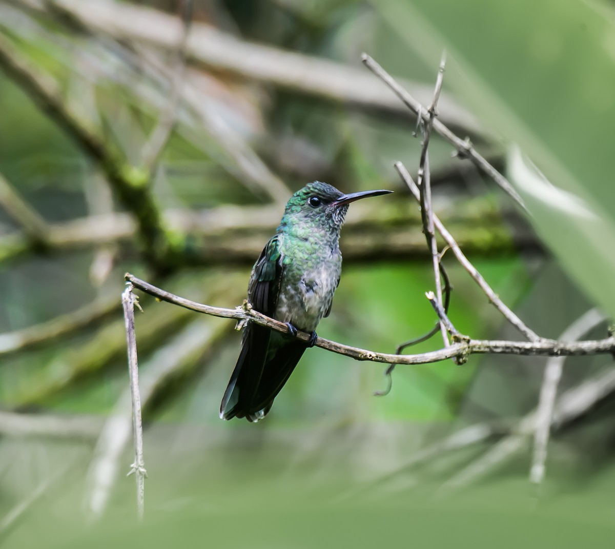 Colibri de Cuvier - ML635089945