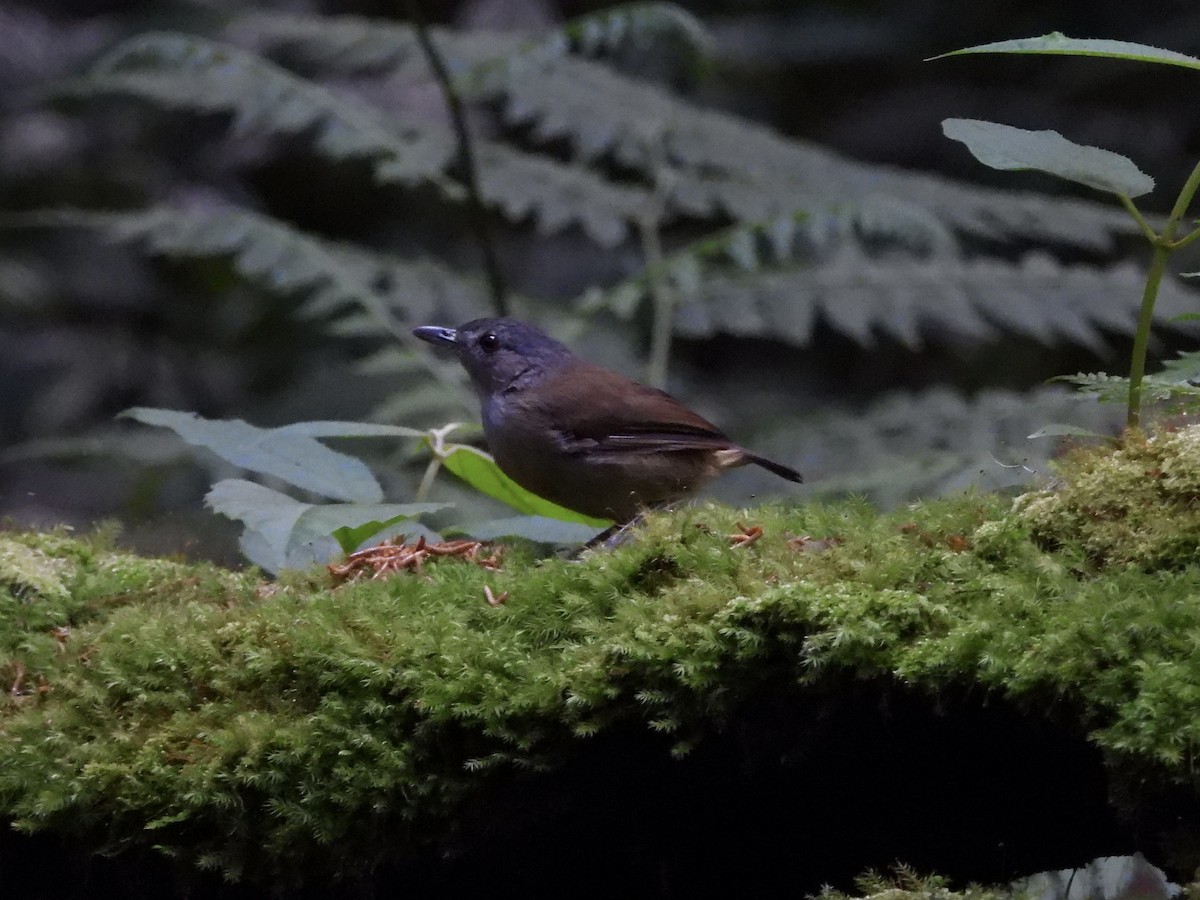 Horsfield's Babbler - ML635089950