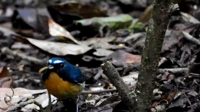 Gobemouche givré - ML635089999