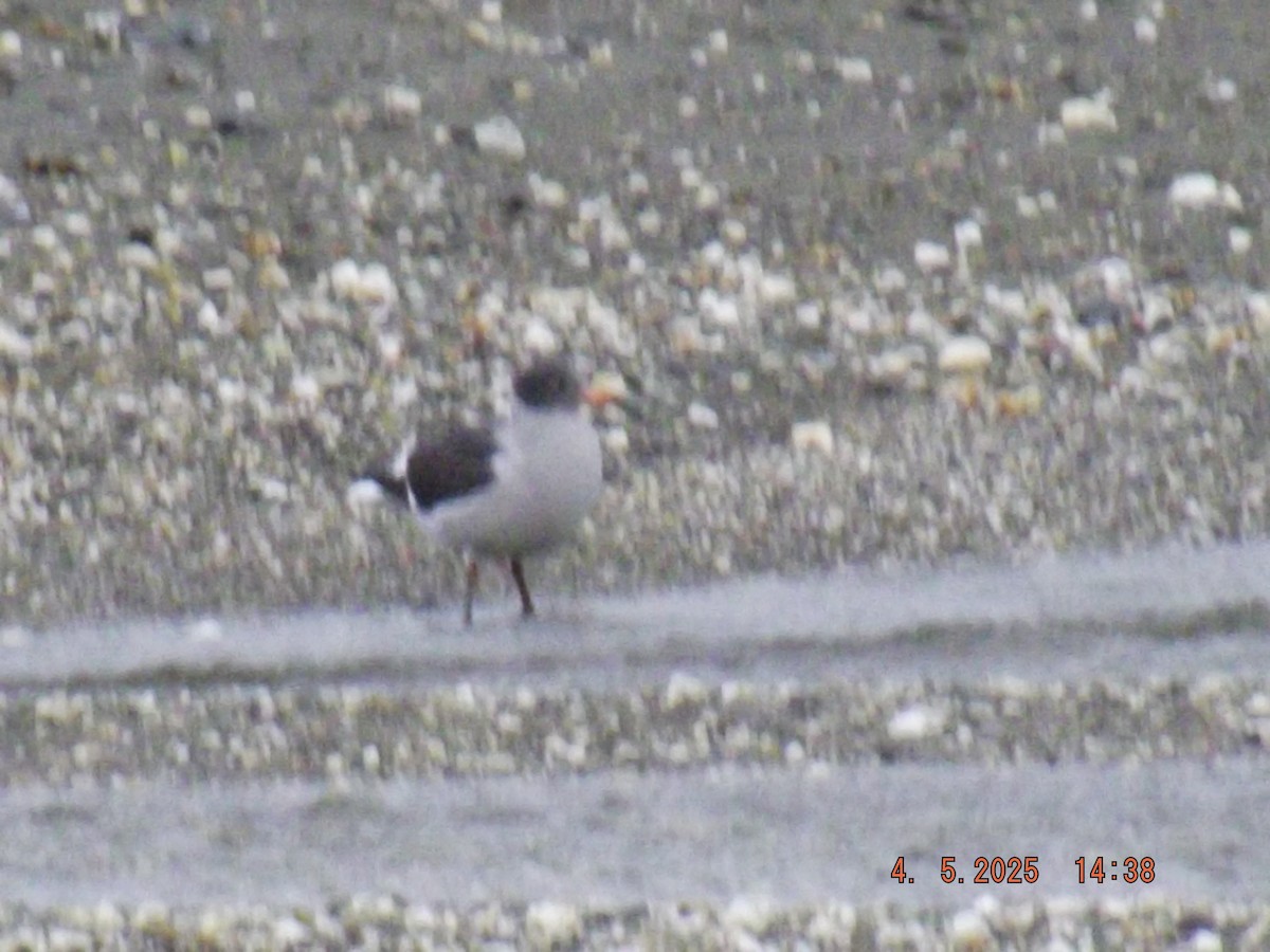 Dolphin Gull - ML635090023