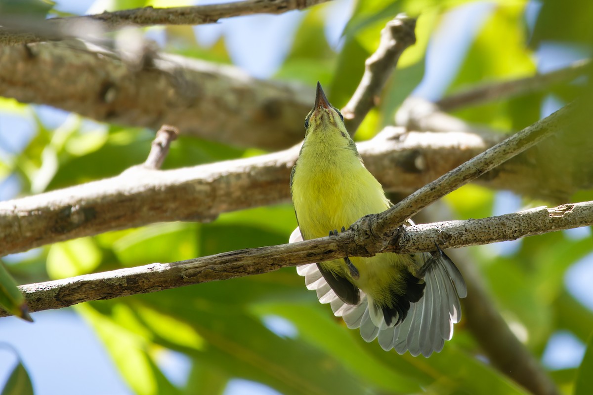 Garden Sunbird - ML635090042