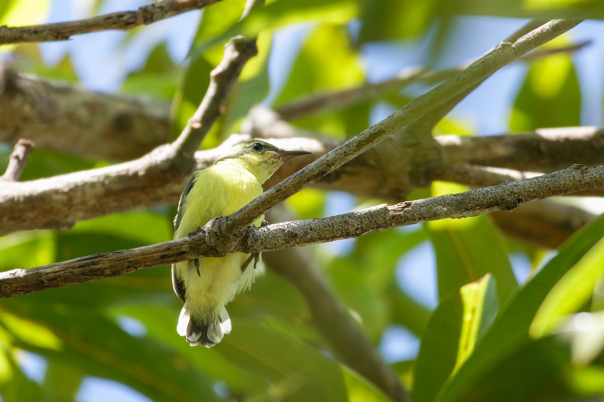 Garden Sunbird - ML635090043