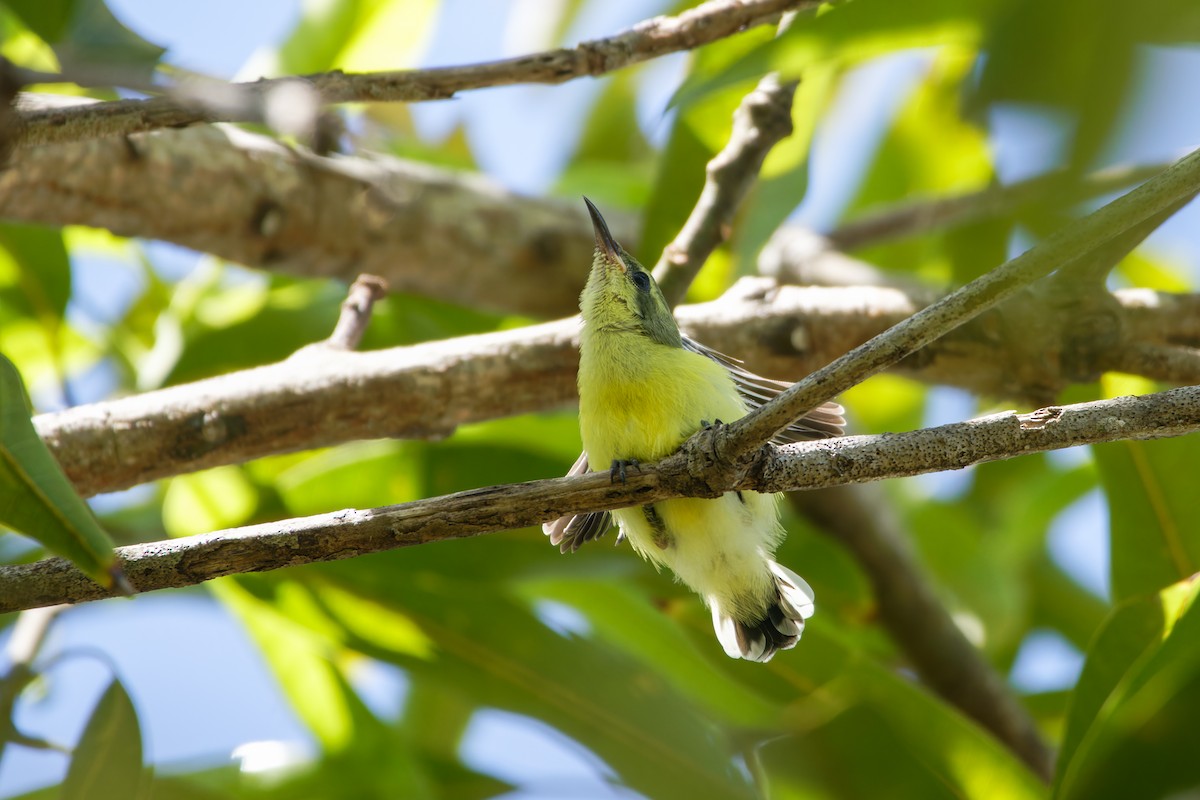 Garden Sunbird - ML635090044