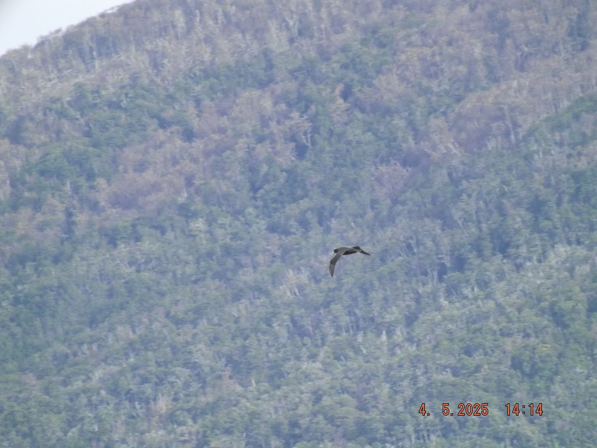 Northern Giant-Petrel - ML635090071
