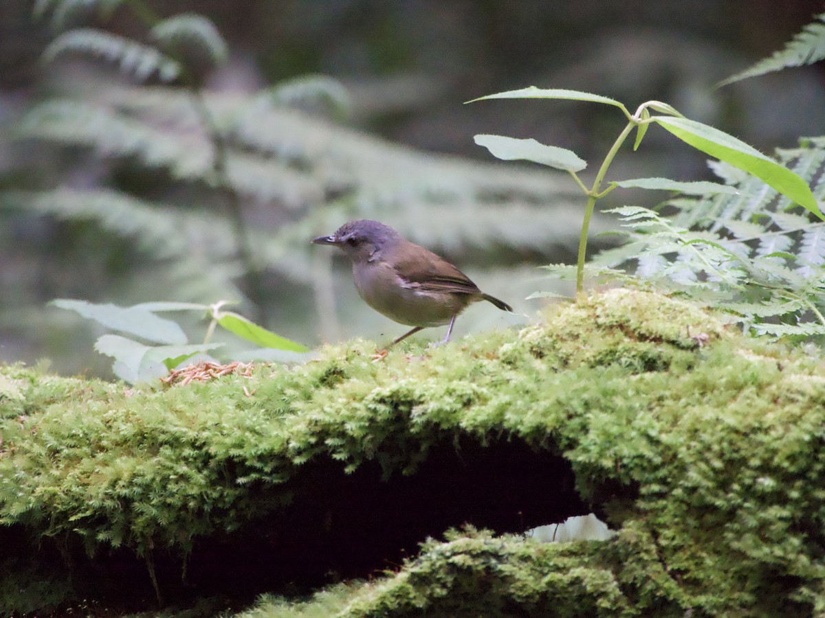 Horsfield's Babbler - ML635090289