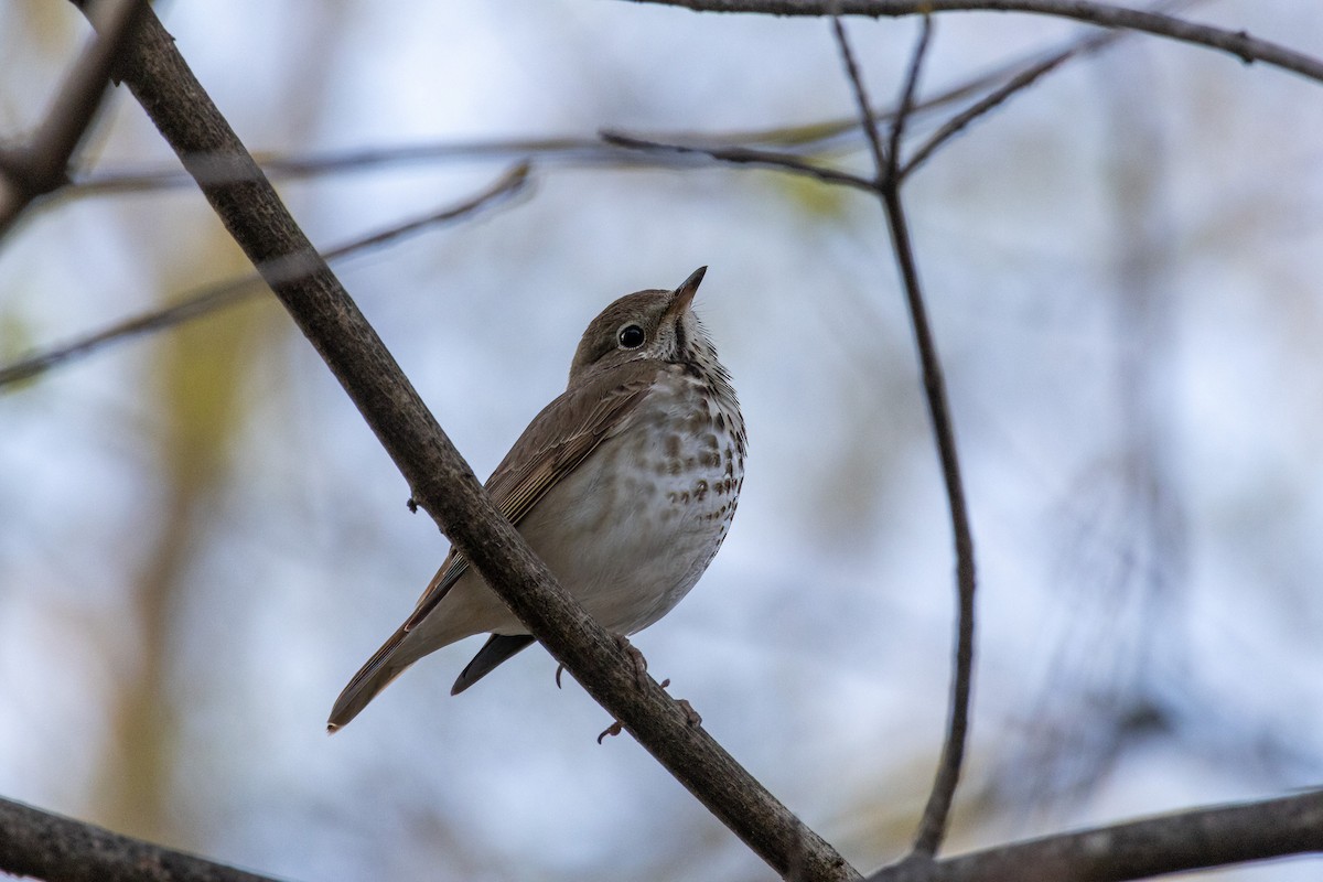 Hermit Thrush - ML635090331