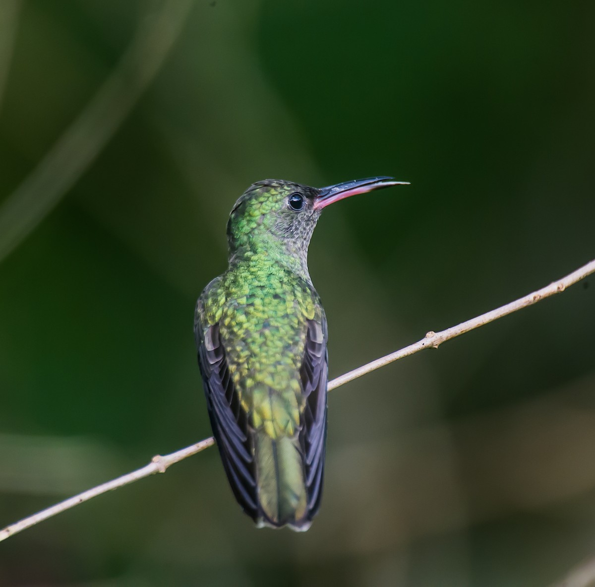 Colibri de Cuvier - ML635090367