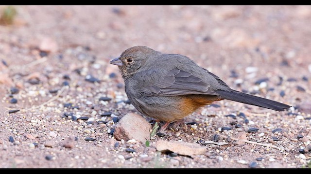 Canyon Towhee - ML635090621