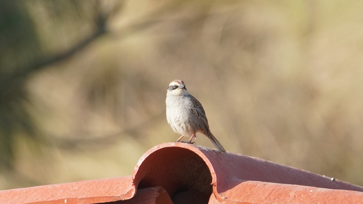 Striped Sparrow - ML635090680