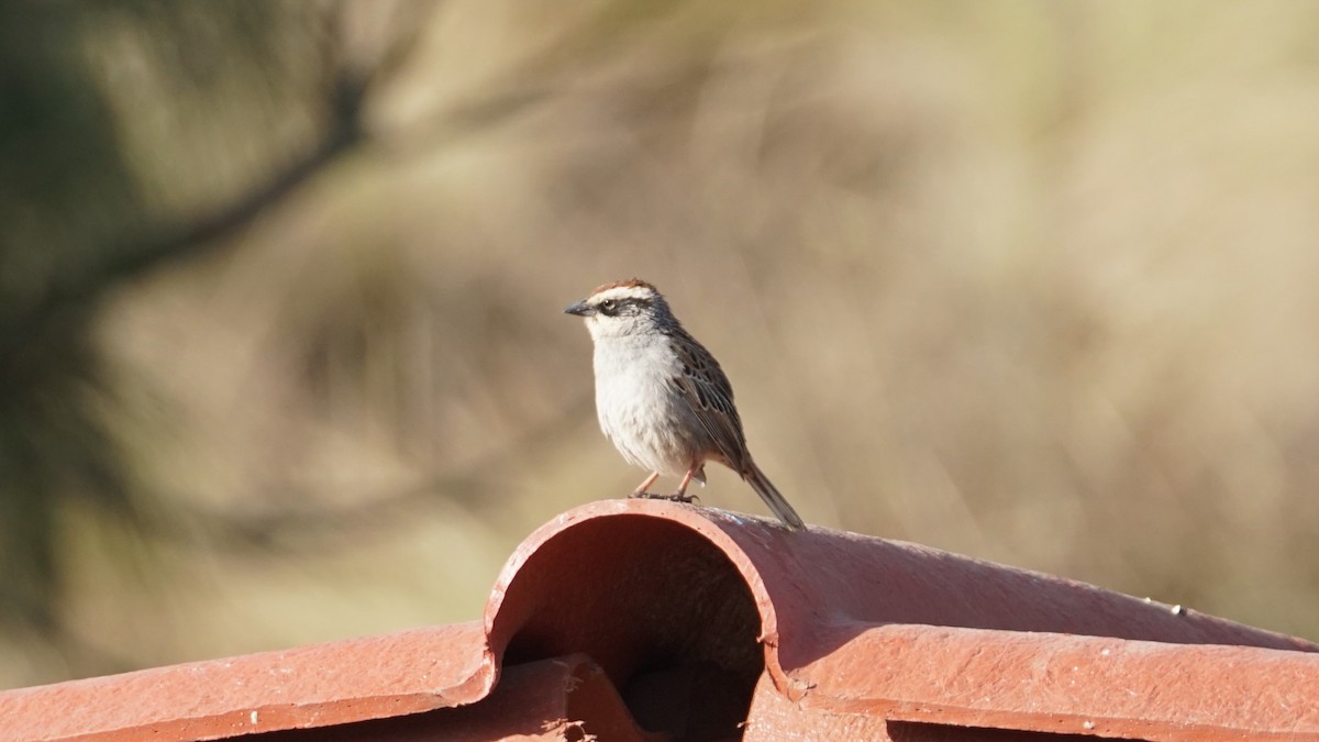 Striped Sparrow - ML635090681