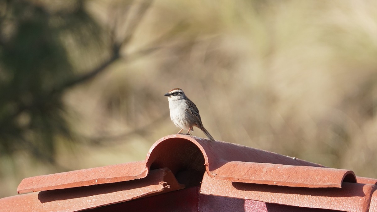 Striped Sparrow - ML635090682