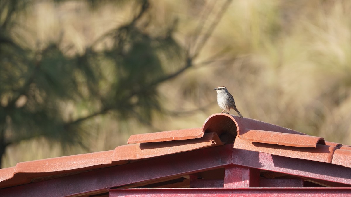 Striped Sparrow - ML635090683