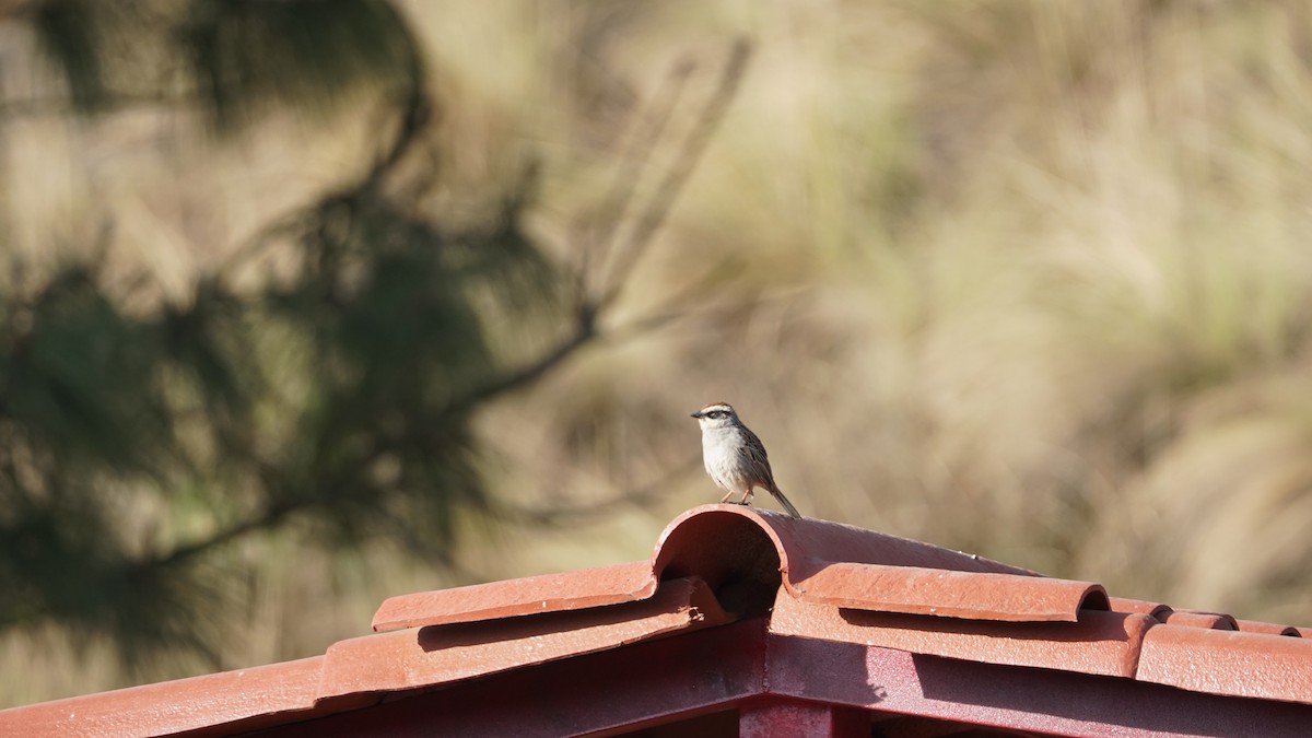Striped Sparrow - ML635090684
