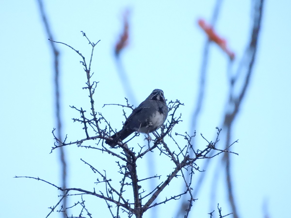 Five-striped Sparrow - ML635090776