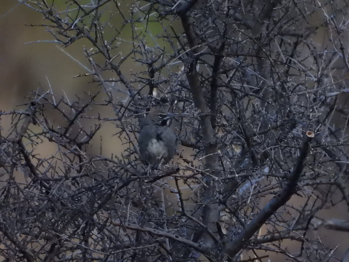 Five-striped Sparrow - ML635090777