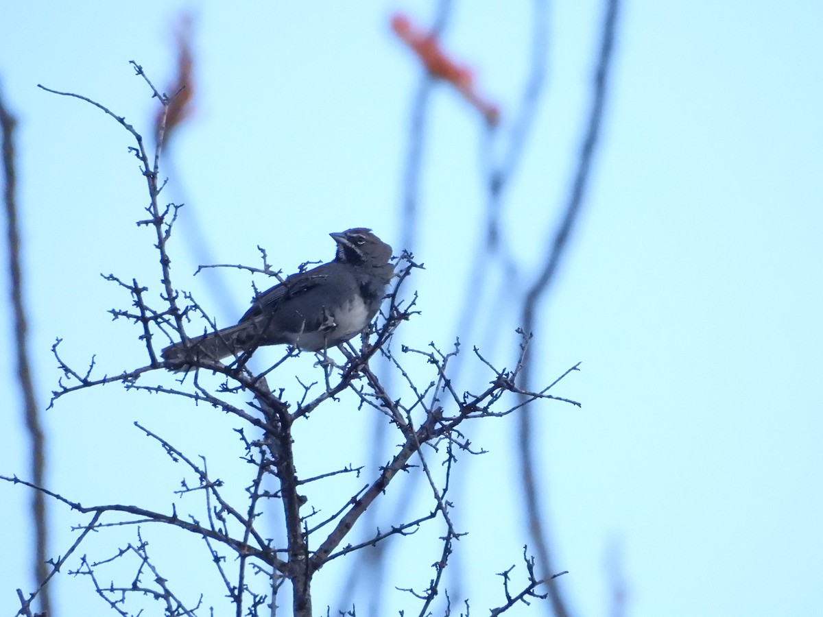 Five-striped Sparrow - ML635090779