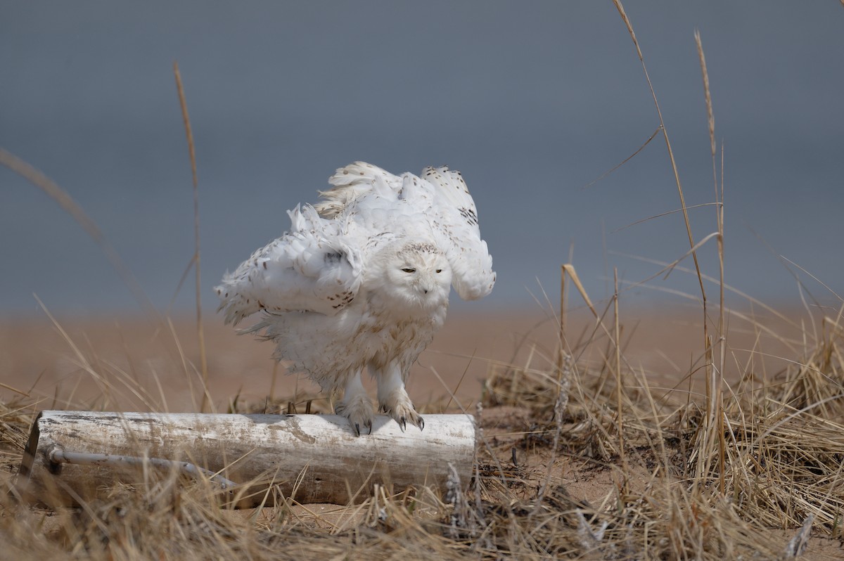 Snowy Owl - ML635090814