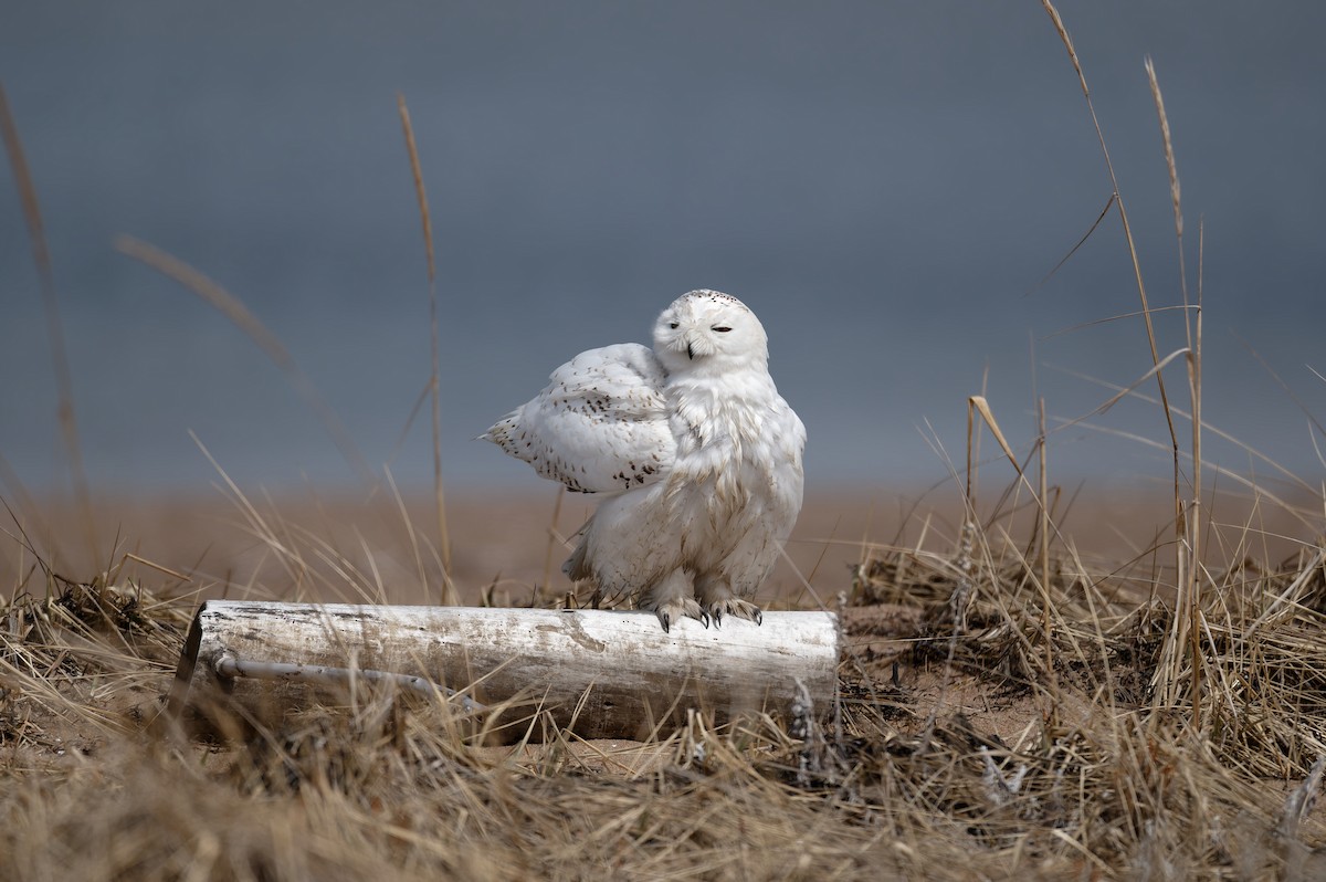 Snowy Owl - ML635090825