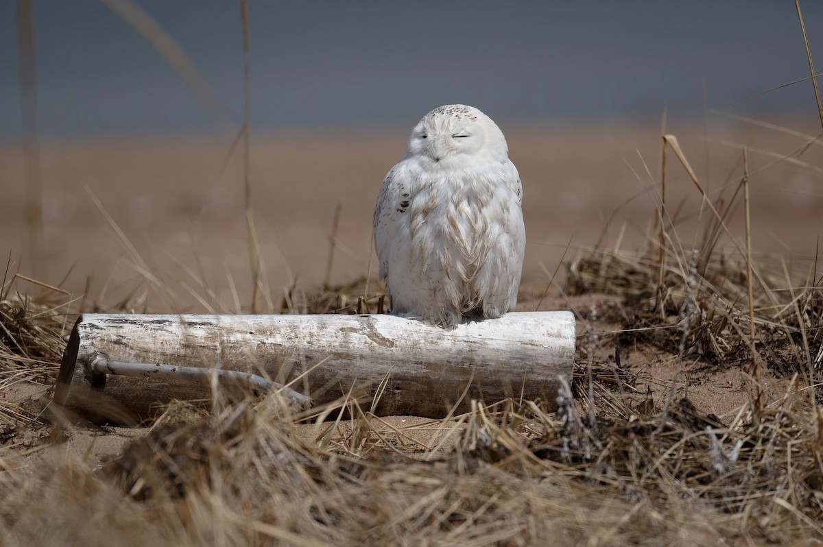 Snowy Owl - ML635090837