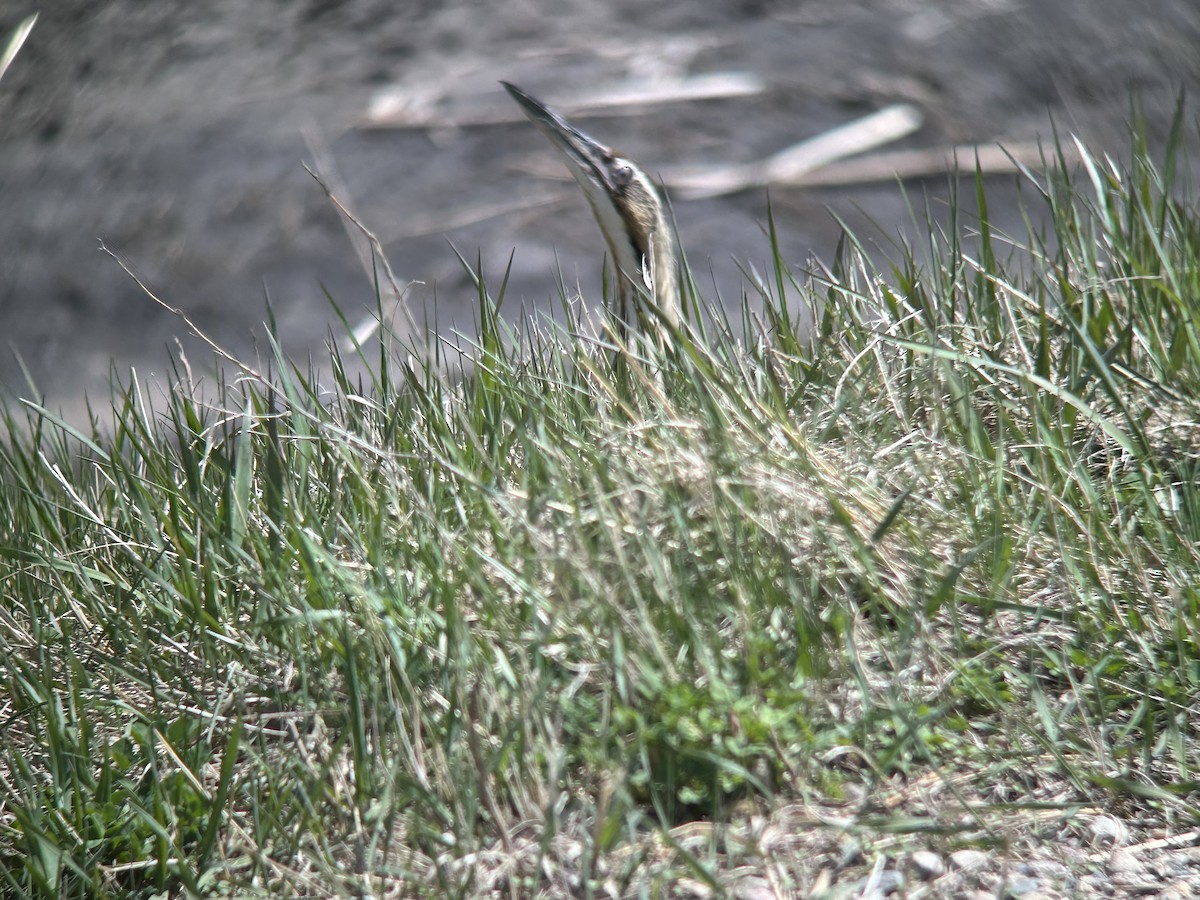American Bittern - ML635090883