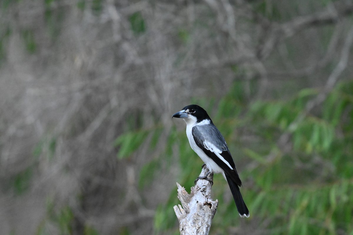 Gray Butcherbird - ML635090929
