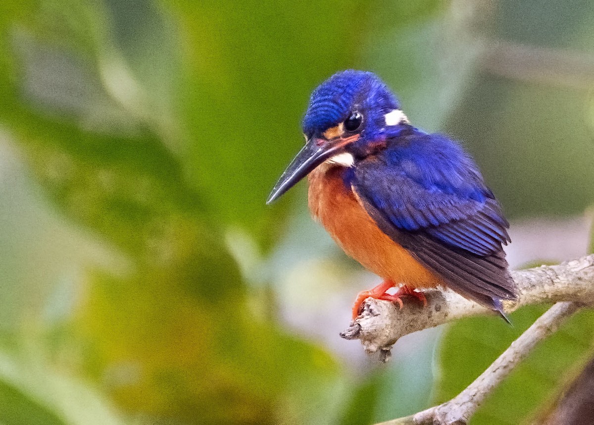 Blue-eared Kingfisher - ML635090932
