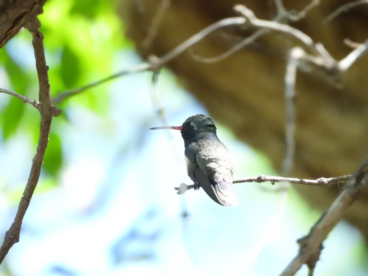 Broad-billed Hummingbird - ML635091039