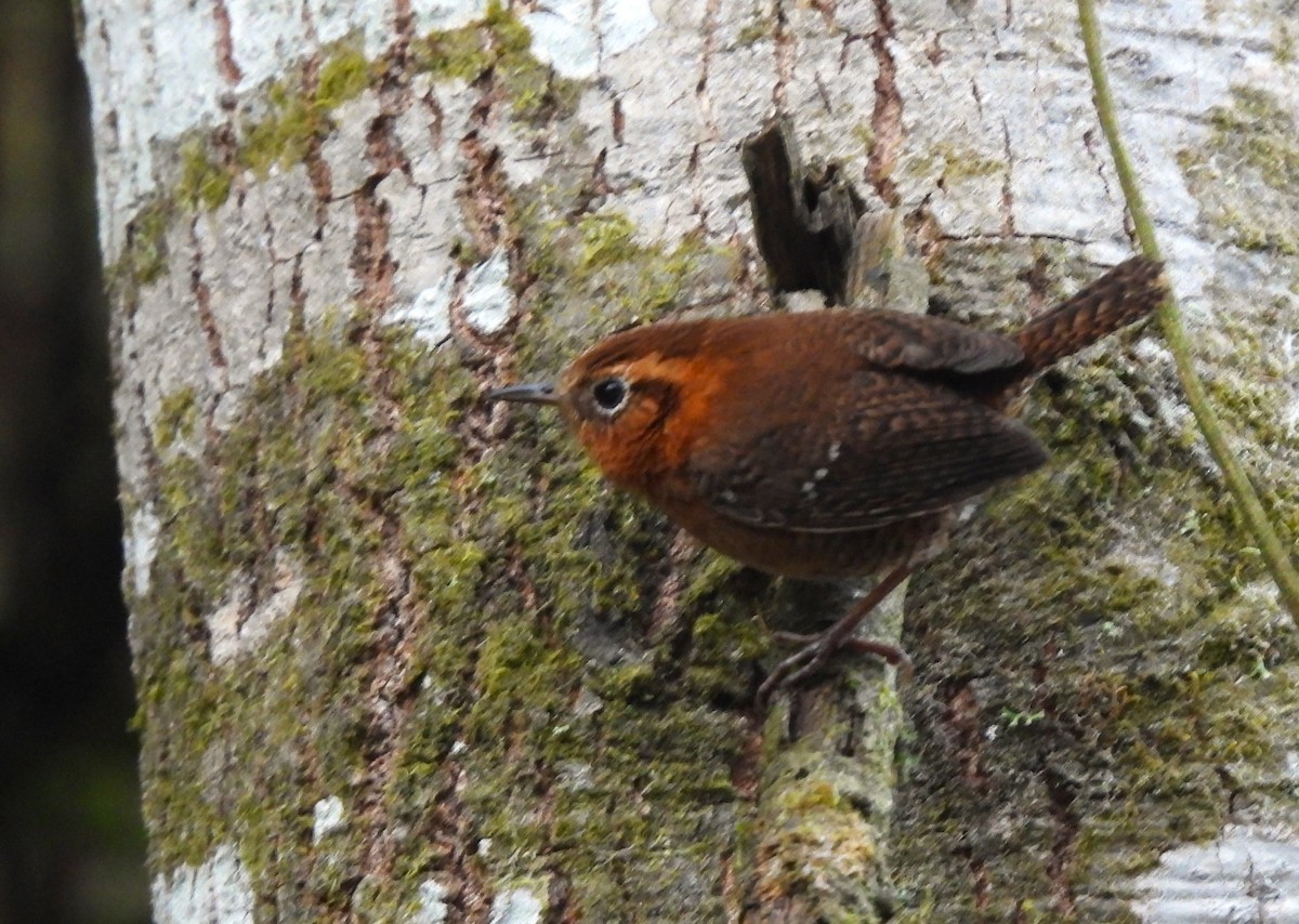 Rufous-browed Wren - ML635091165