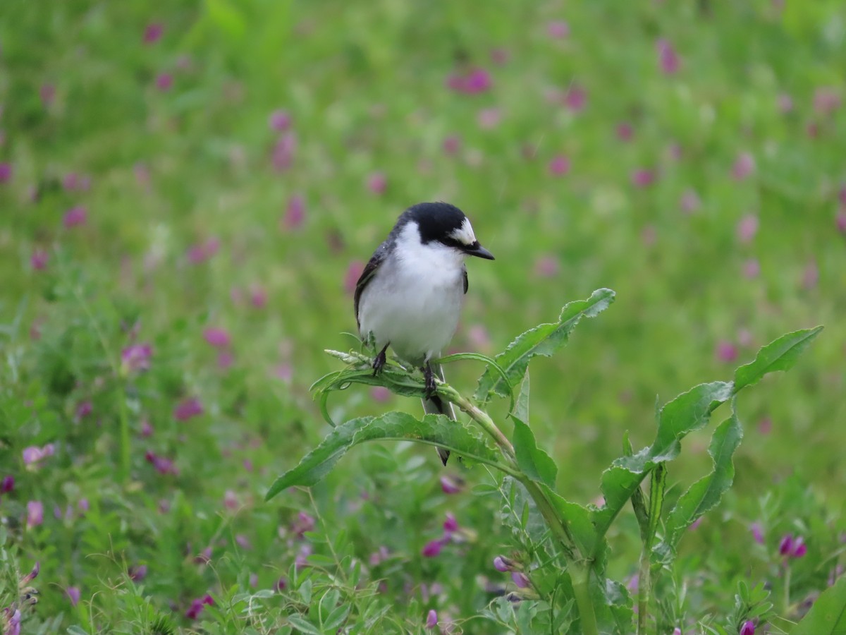 Ashy Minivet - ML635091181